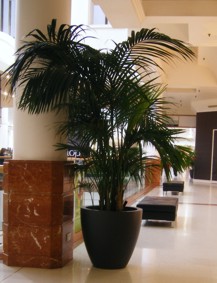 shopping centre plant display with palm